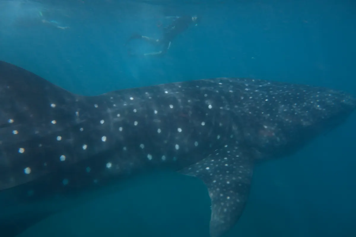 A massive whale shark swimming alongside a small boat, demonstrating its immense size