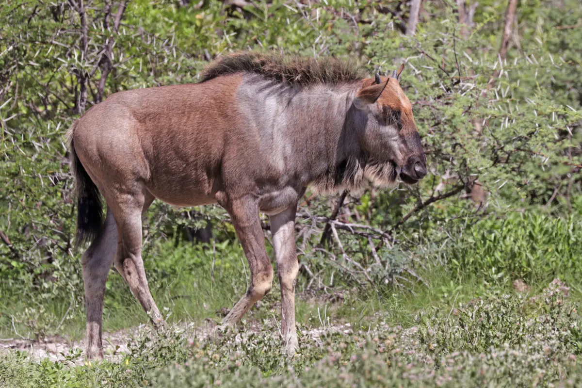Young blue wildebeest calf standing near adults
