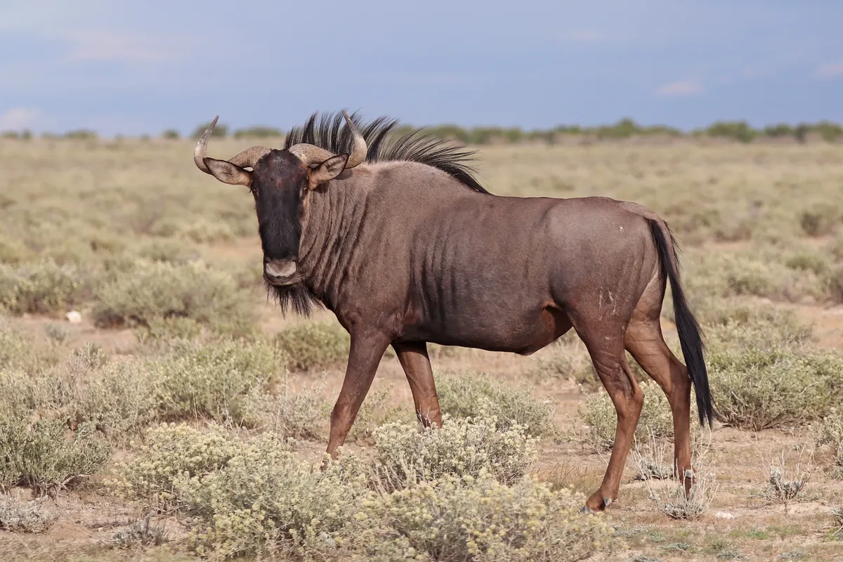 Close view of a blue wildebeest face and curved horns