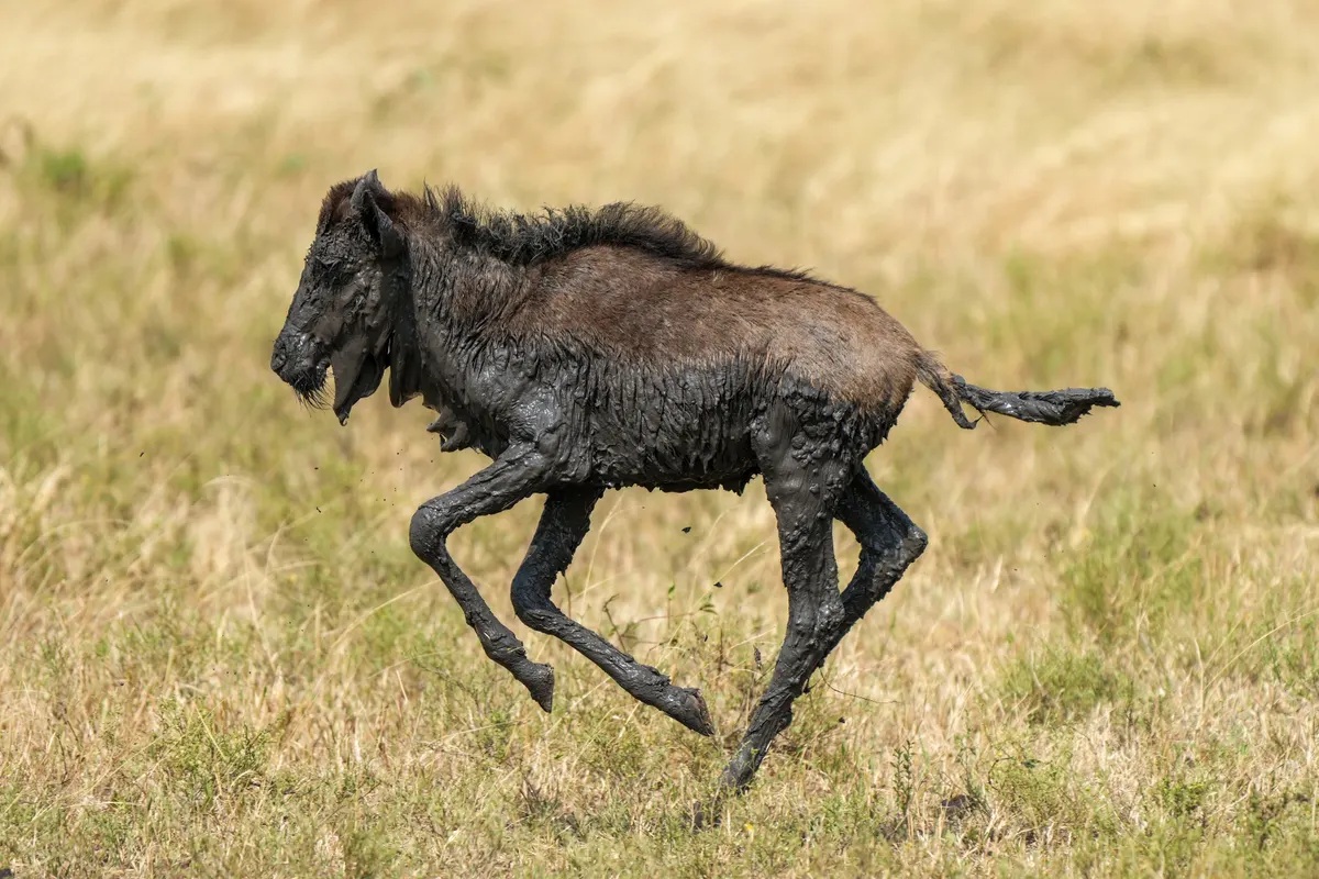 Juvenile wildebeest running through mud on the savanna