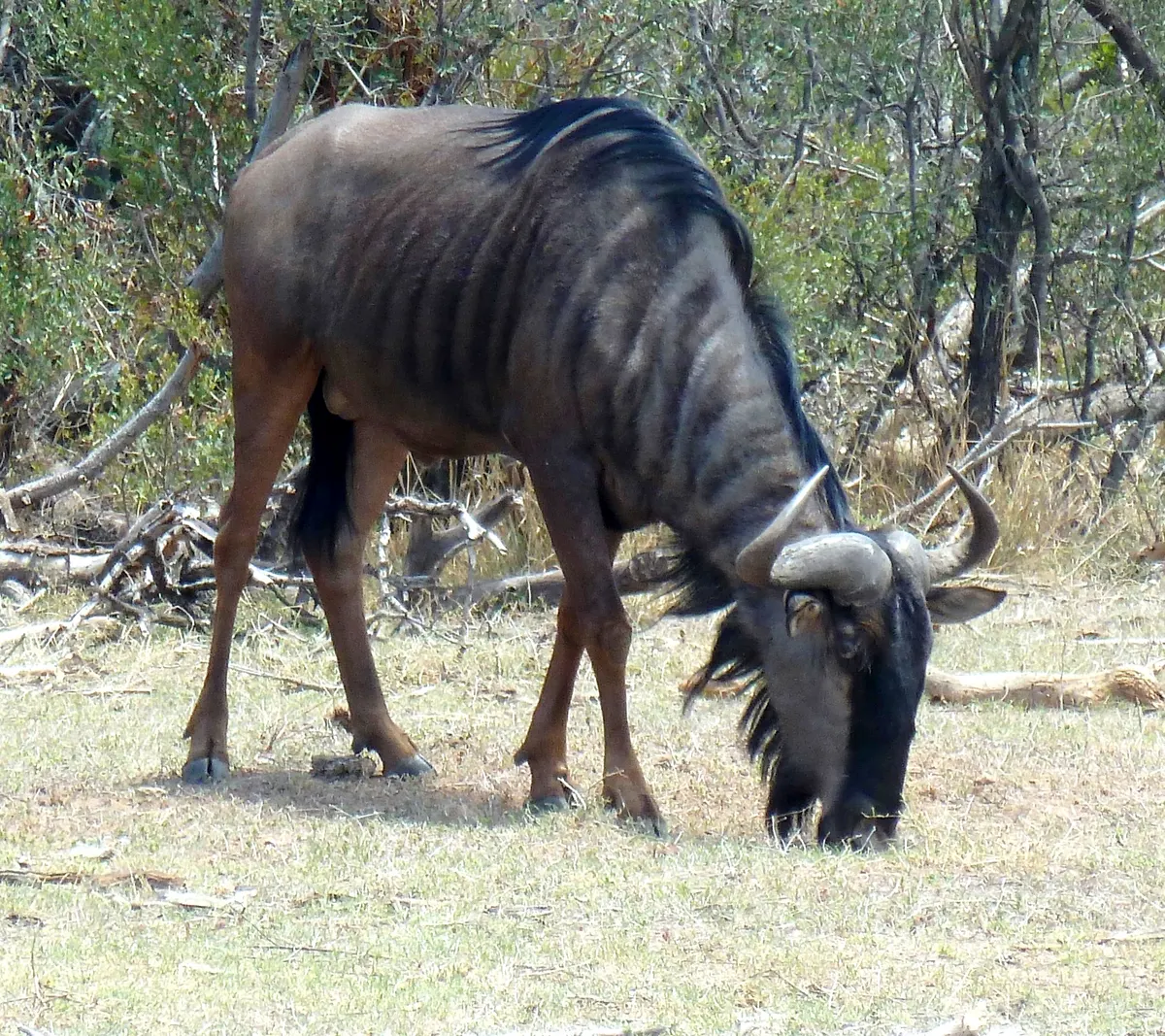 Blue wildebeest grazing on open grassland