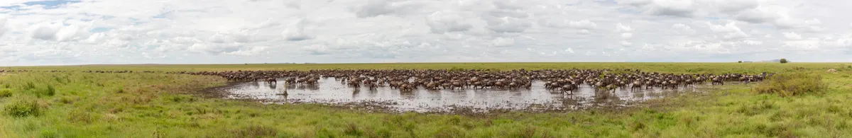 Large herd of blue wildebeest spread across savanna