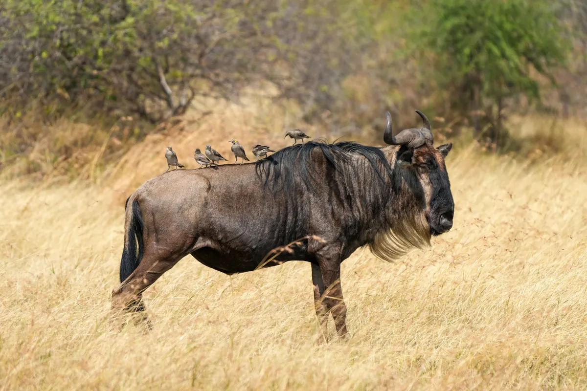 Blue wildebeest on the Serengeti plains with birds nearby