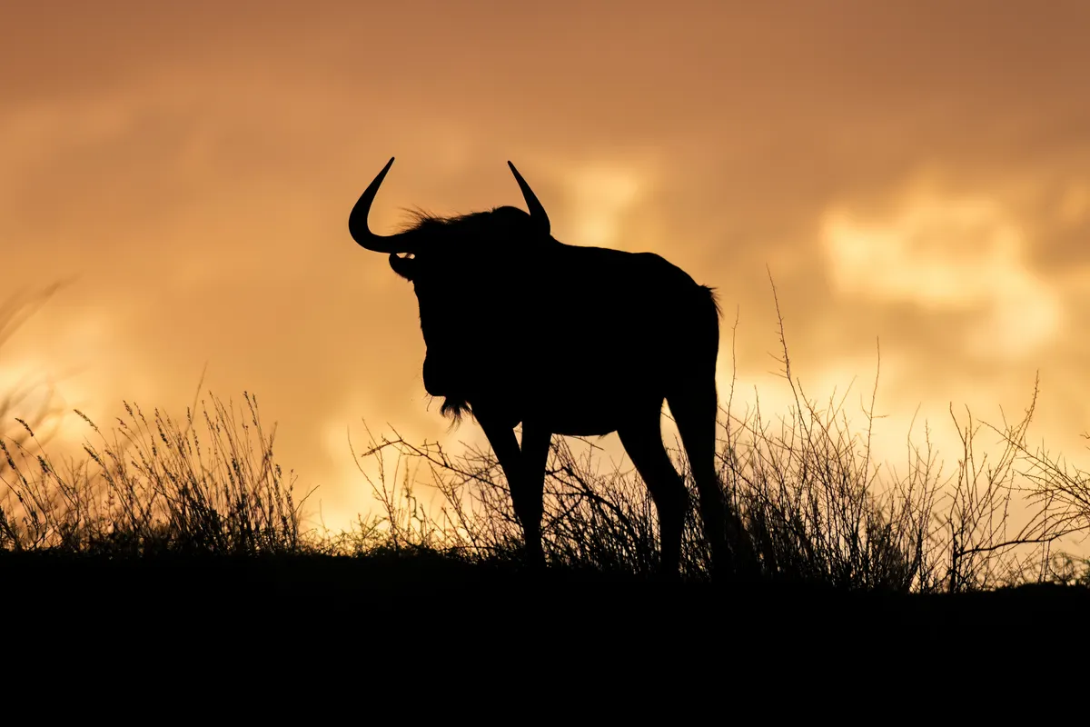 Wildebeest herd silhouetted at sunset on the African plains