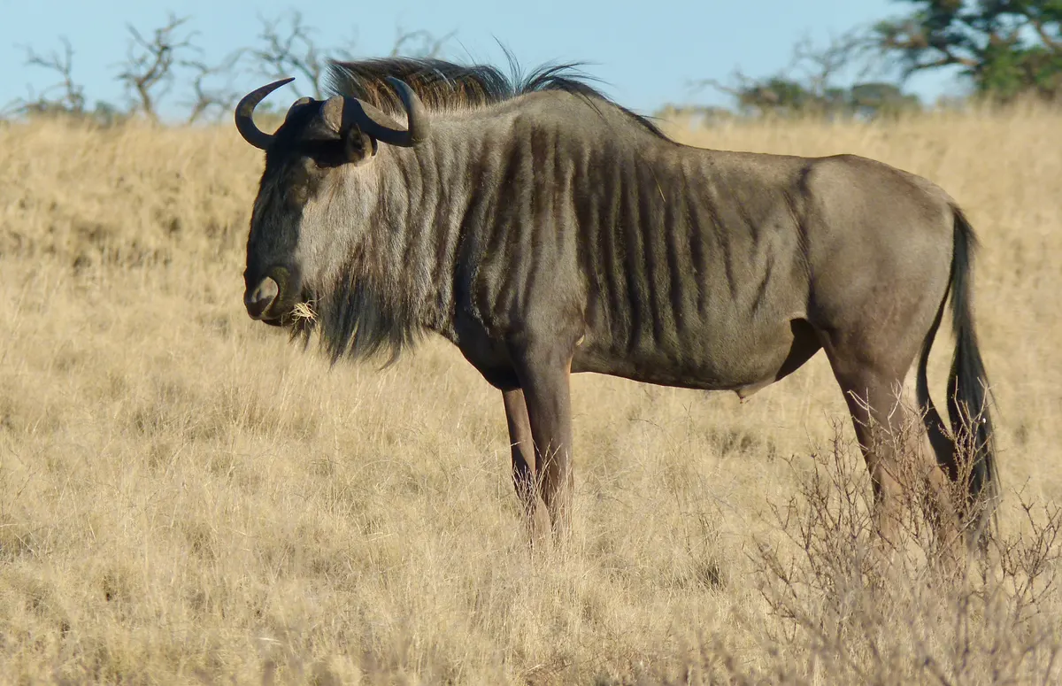 Blue wildebeest grazing on short savanna grass