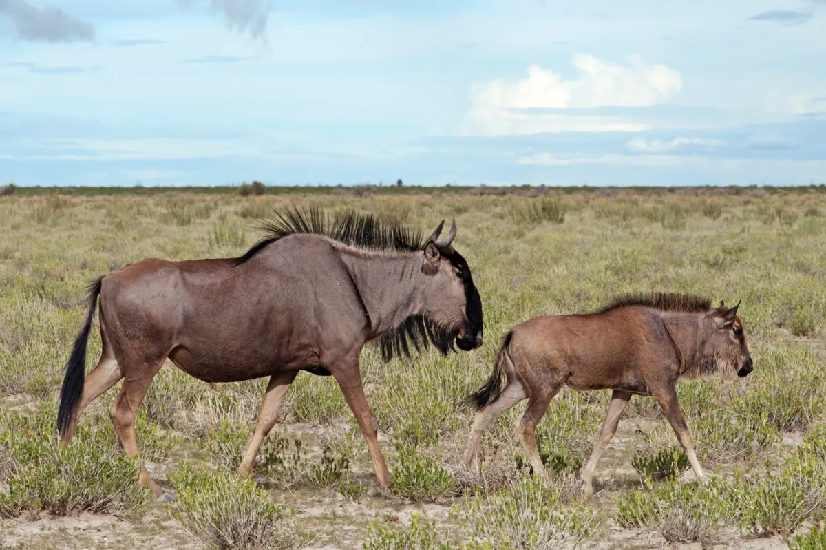 Female wildebeest standing beside her calf
