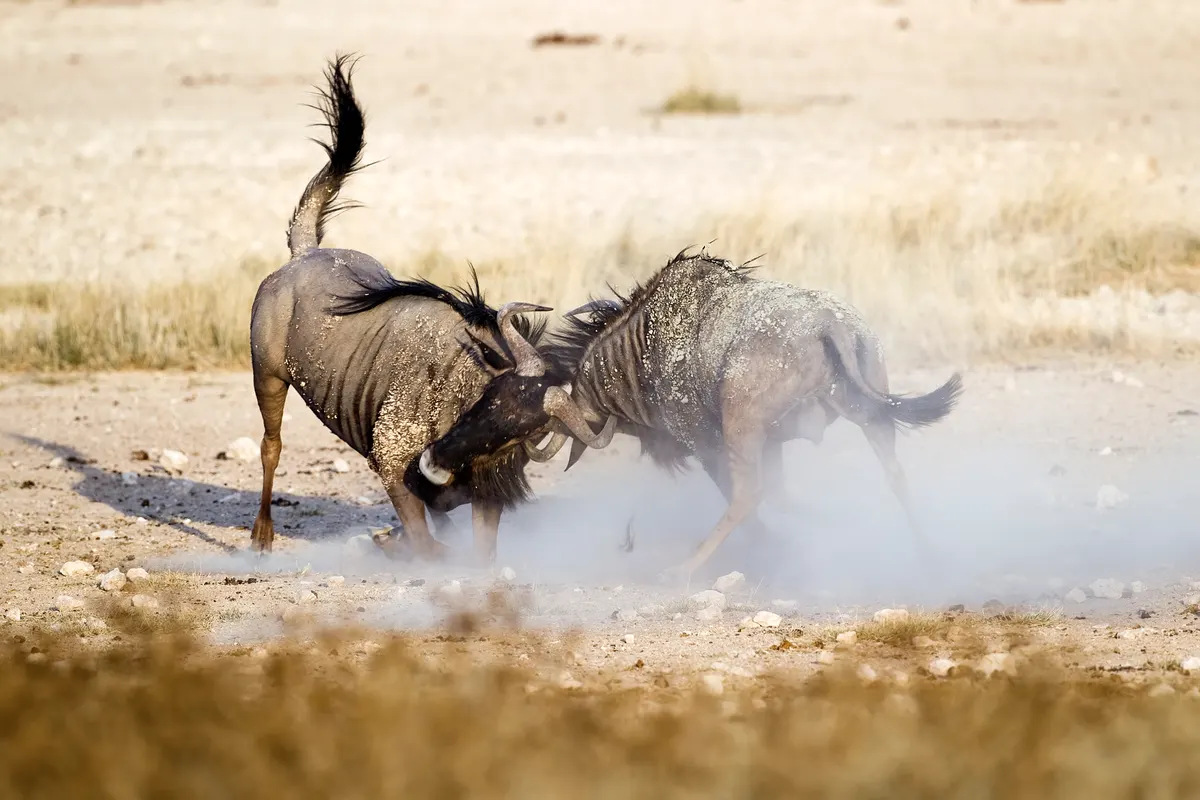 Two male wildebeest clashing horns in a fight