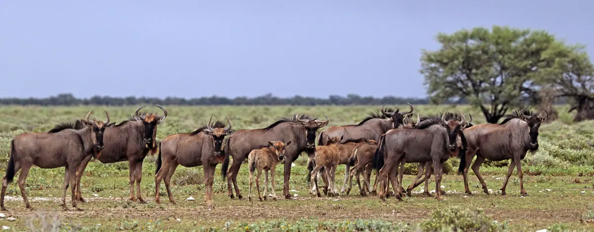 Herd of blue wildebeest on open savanna grassland