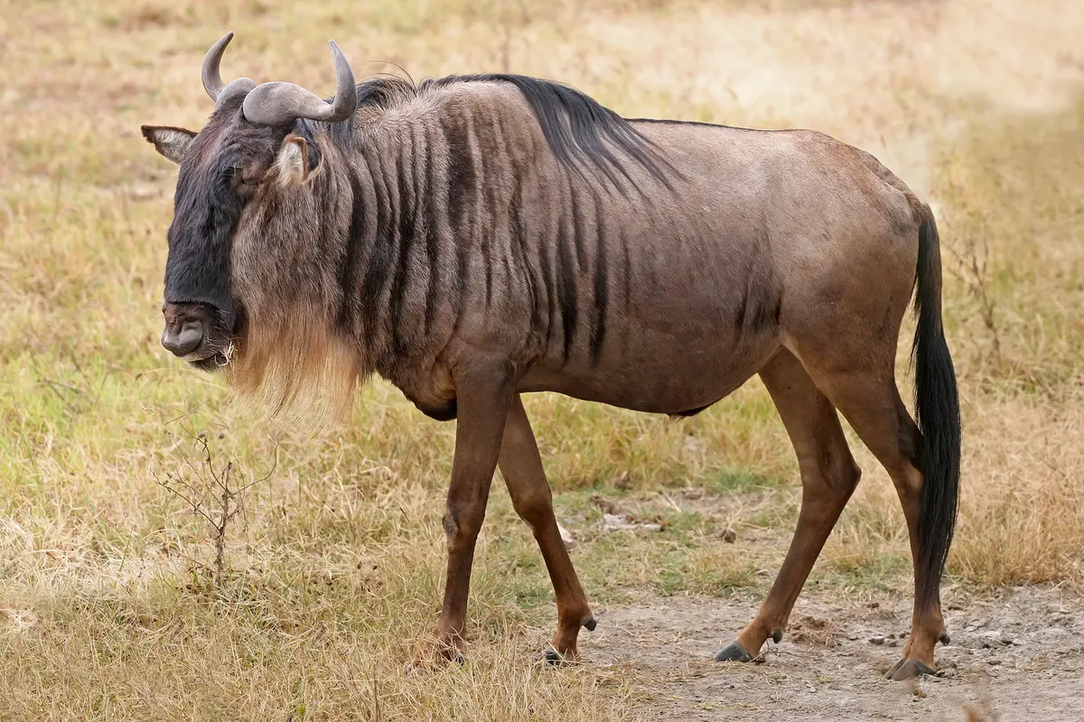 Blue wildebeest with curved horns and shaggy mane