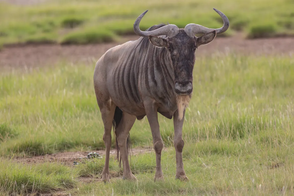 Blue wildebeest on the East African savanna