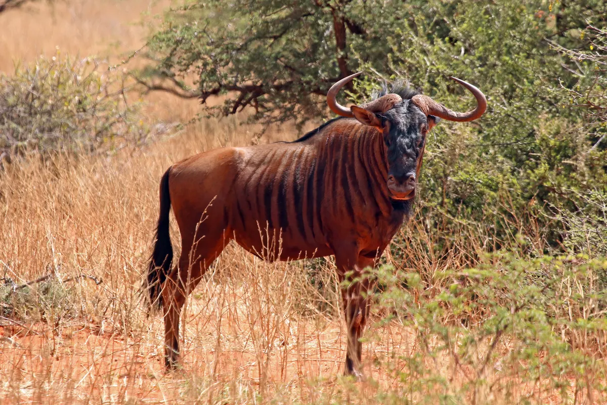 Young male wildebeest showing stocky build and horns