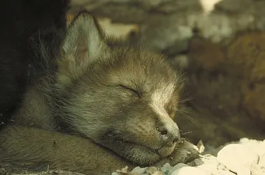 Young wolf cub resting near den entrance