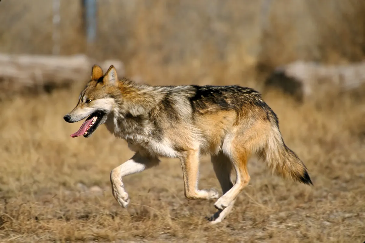 Close-up of a gray wolf face with alert eyes