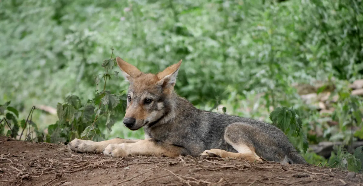 Small wolf cub exploring near cover