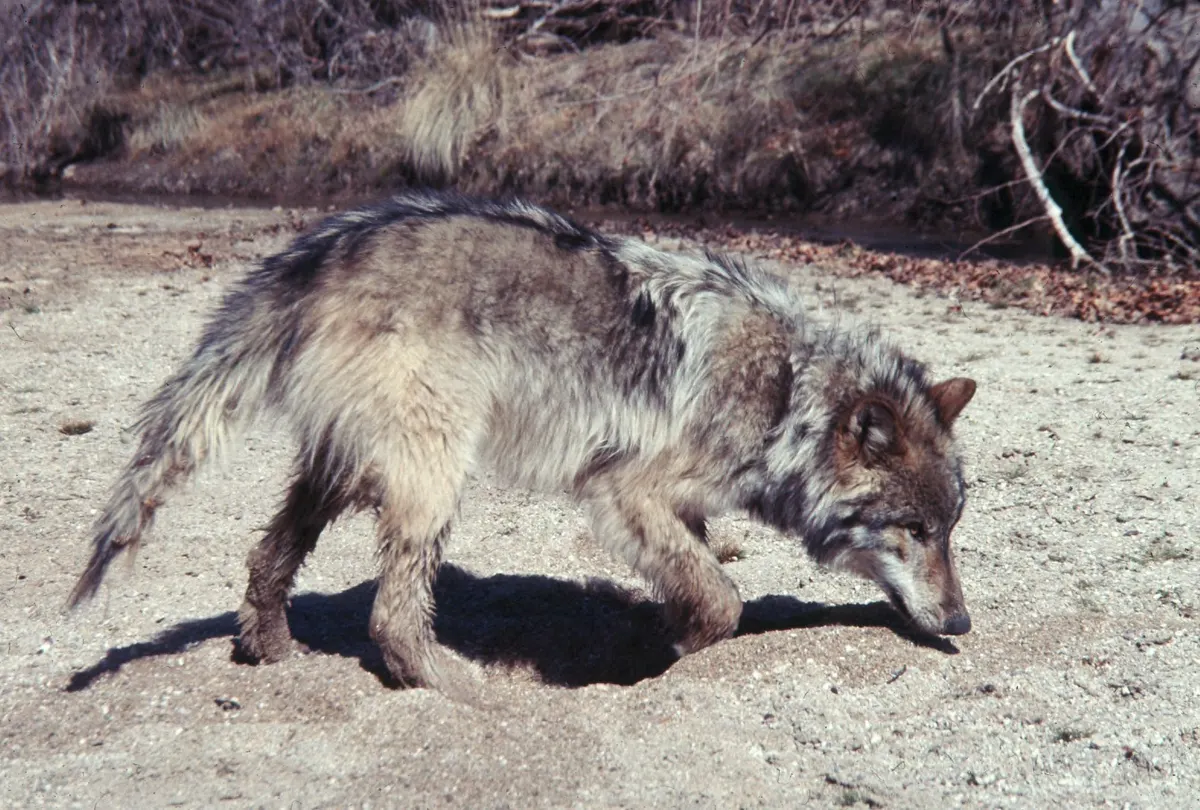 Wolf sniffing the ground while tracking scent