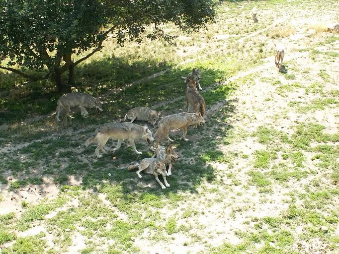 Two wolves standing together in woodland
