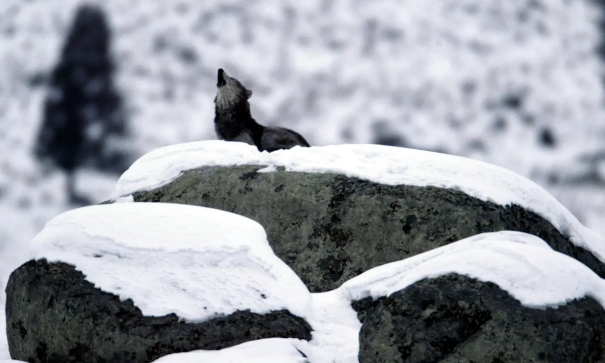 Wolf howling while standing on a rock in wild terrain