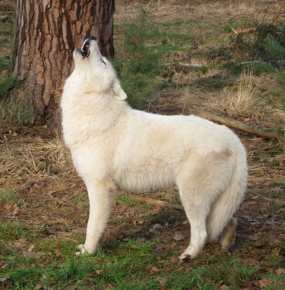 Arctic wolf howling on open snowy tundra