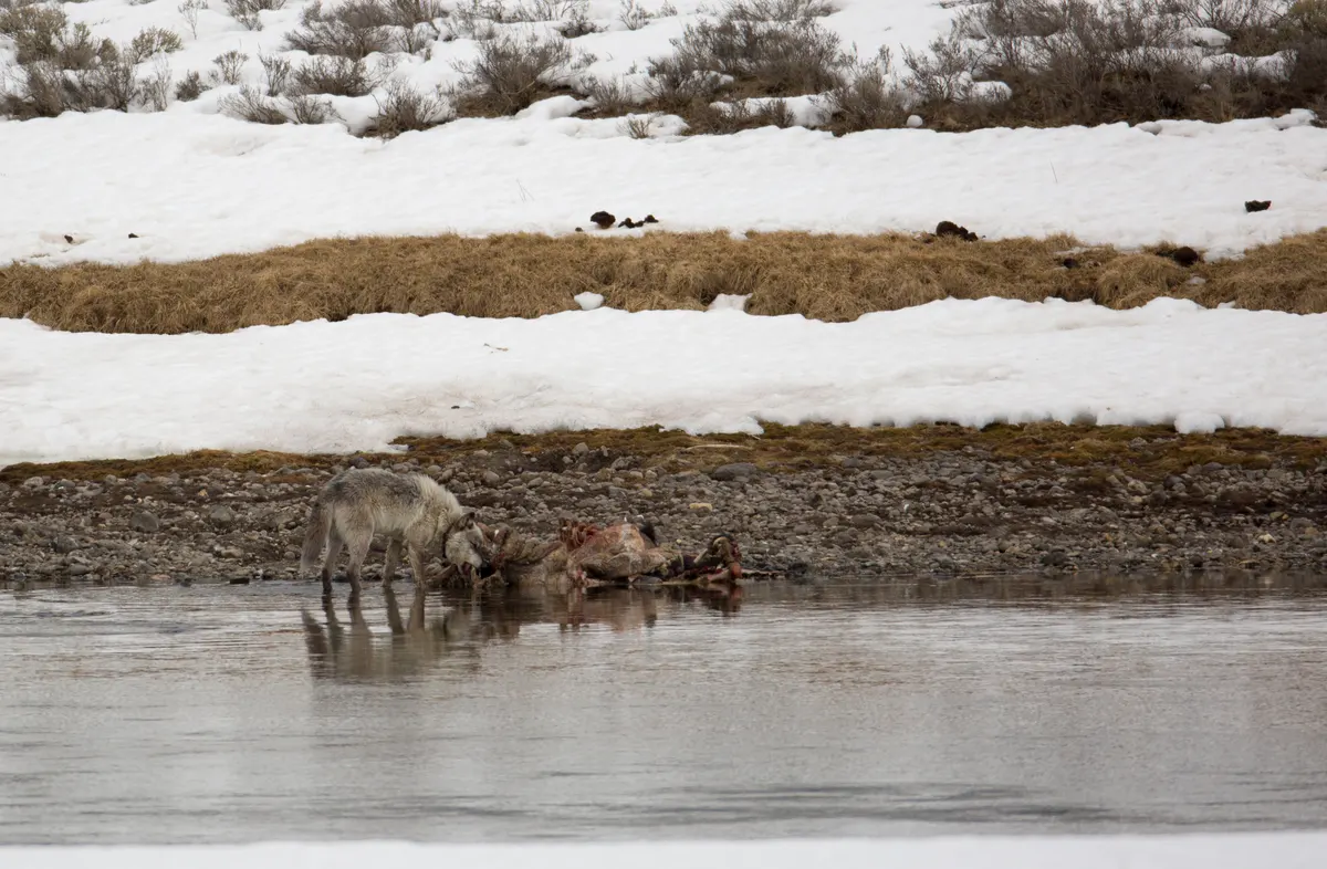 Wolf feeding at a large prey carcass in Yellowstone