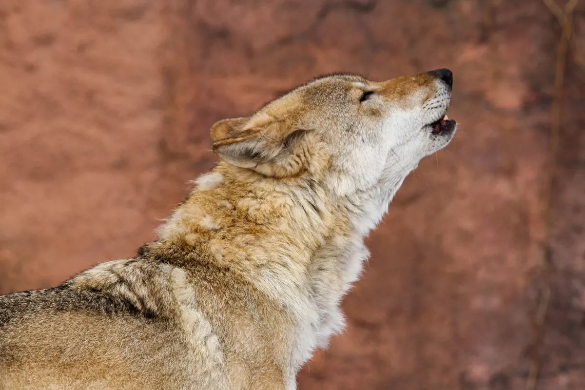 Wolf howling with head raised toward the sky