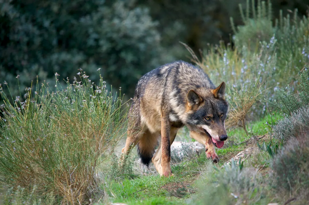 Gray wolf in forest and scrubland habitat