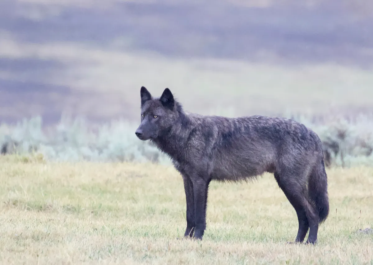 Gray wolf standing in snowy woodland habitat
