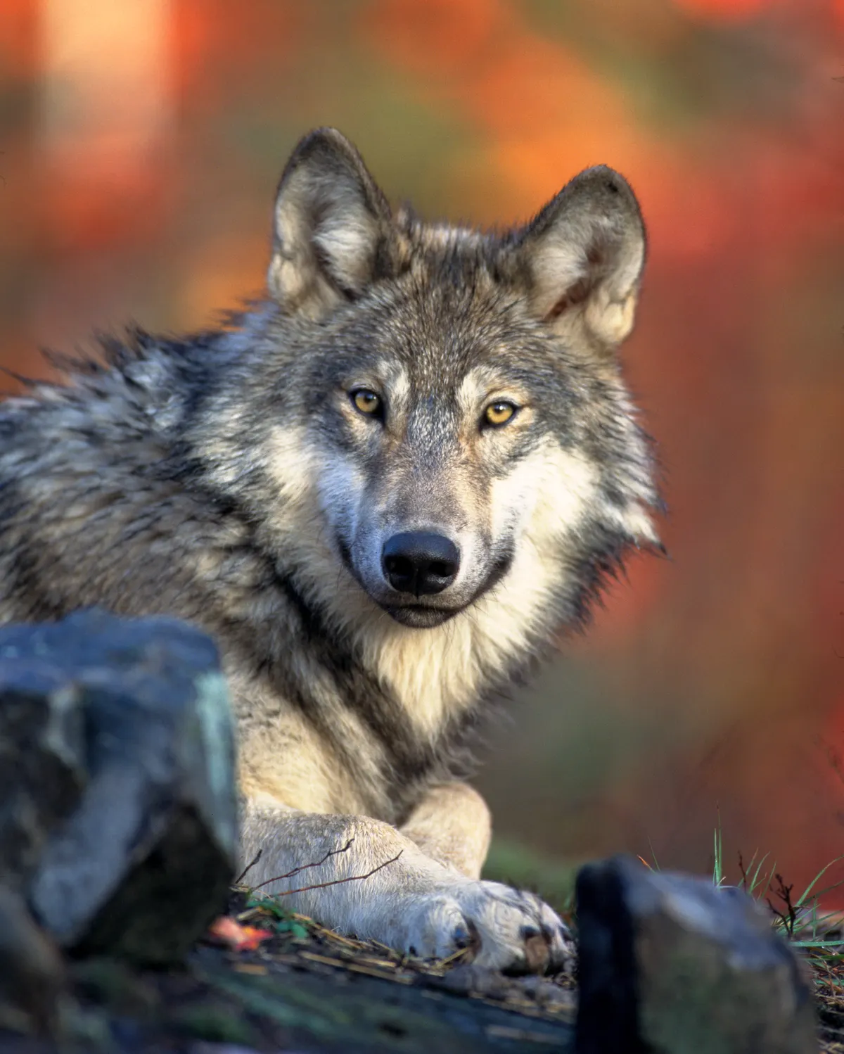 Gray wolf resting in open northern habitat
