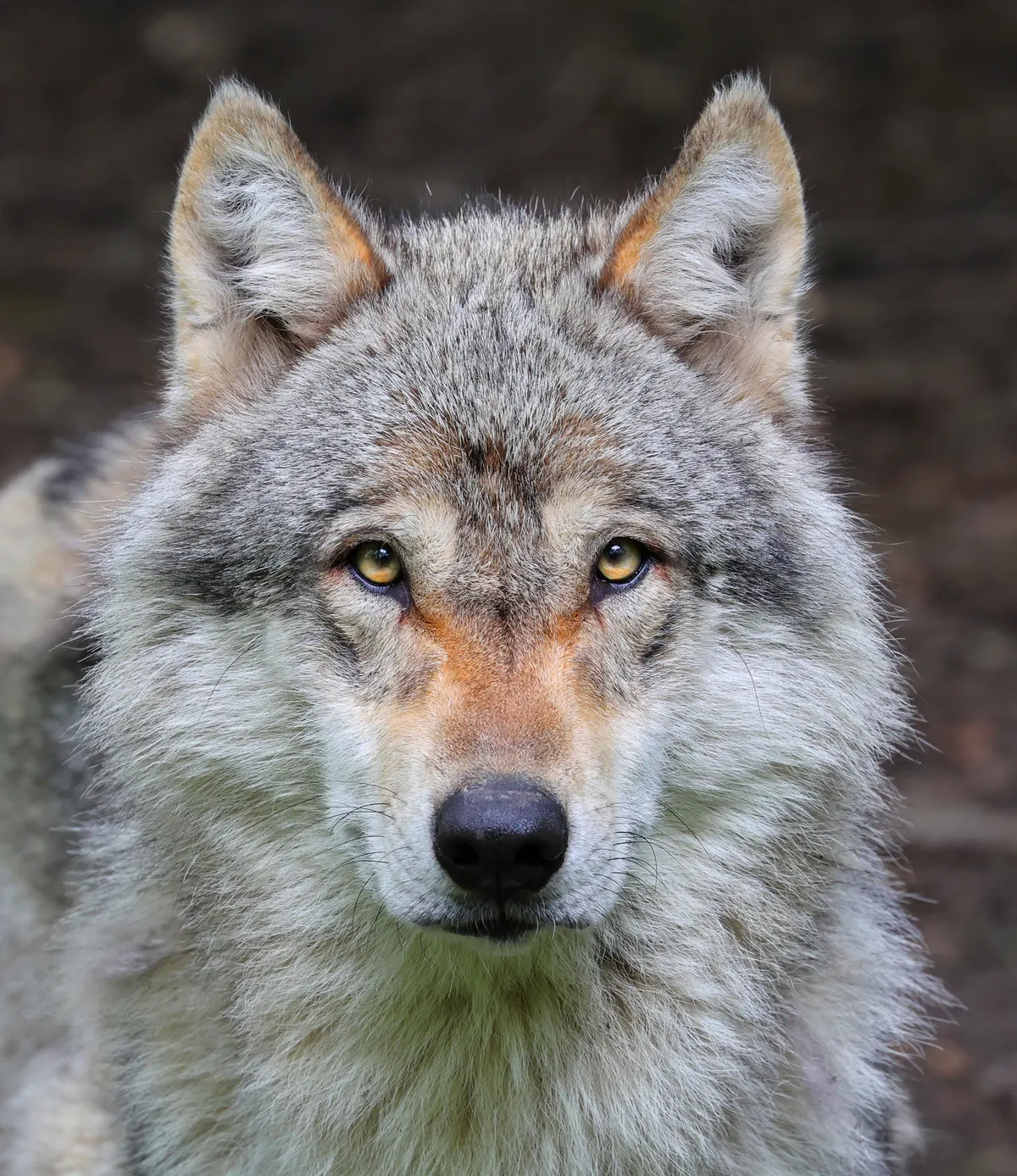 Full-body gray wolf showing size and build