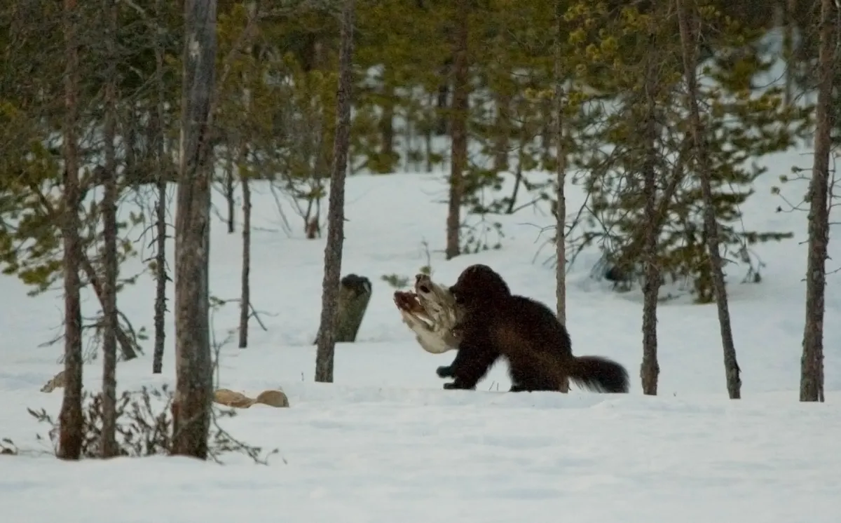 Young wolverine kit in boreal habitat