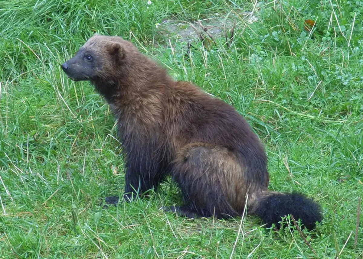 Wolverine scavenging on a carcass in winter