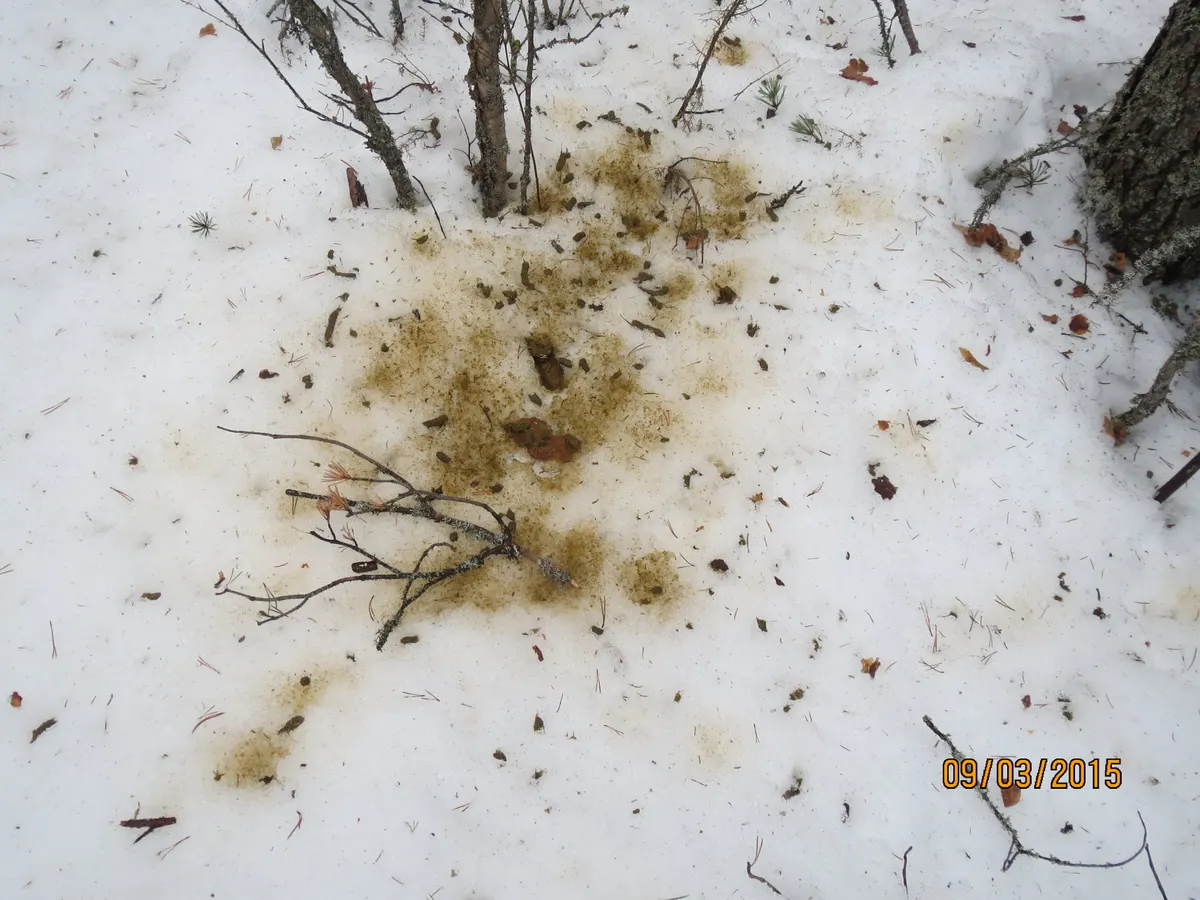 Wolverine trail through snow in its vast circumpolar range