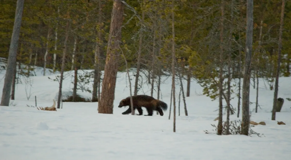 Wolverine walking through snowy boreal forest