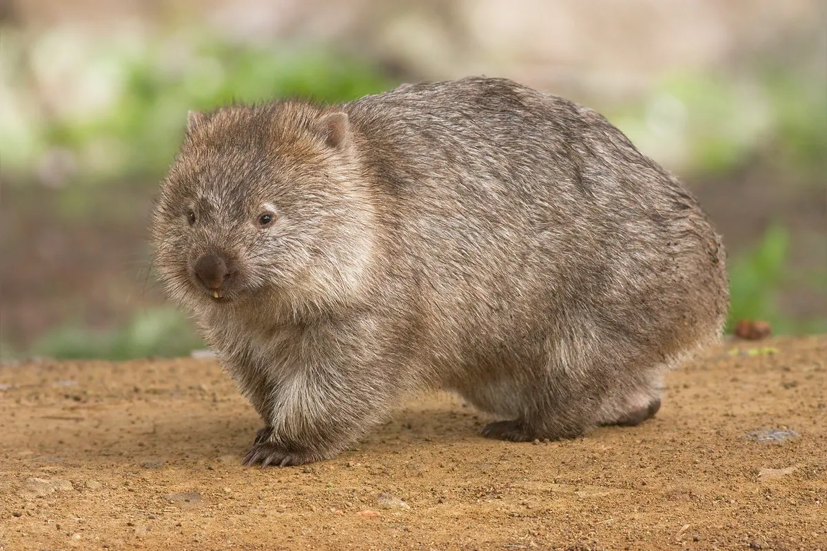Common wombat grazing on native grasses at night