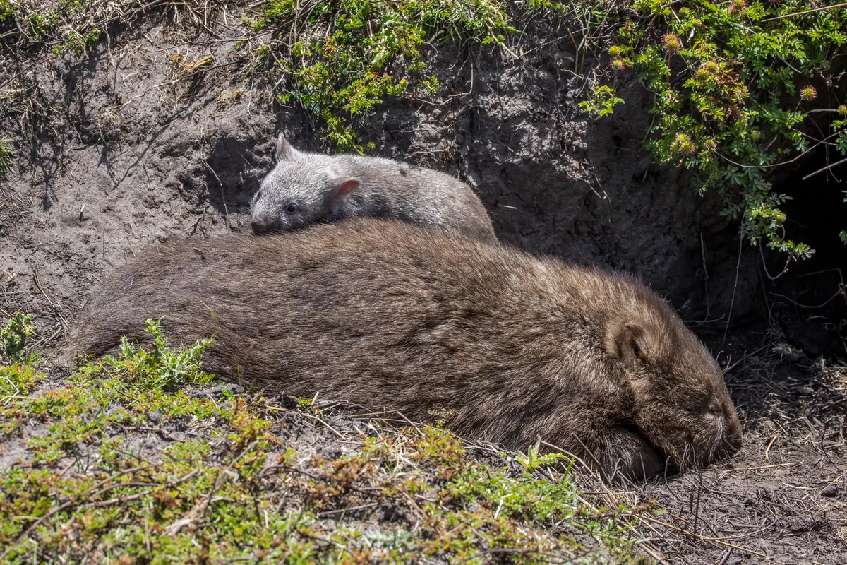 Female common wombat with juvenile at Maria Island