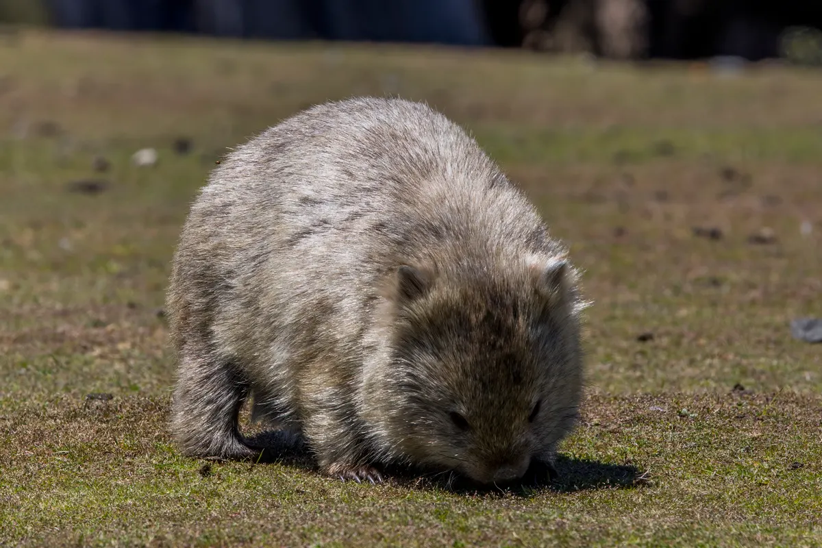 Common wombat in temperate eucalyptus forest on Maria Island