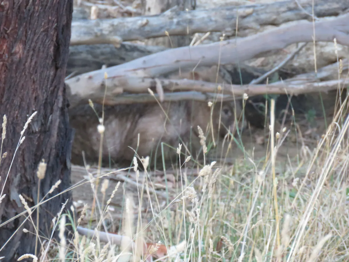 Common wombat in southeastern Australian woodland