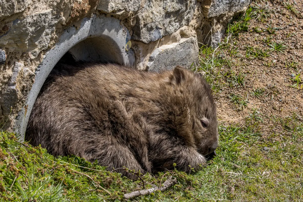 Wombat standing alert on forest floor in Australia