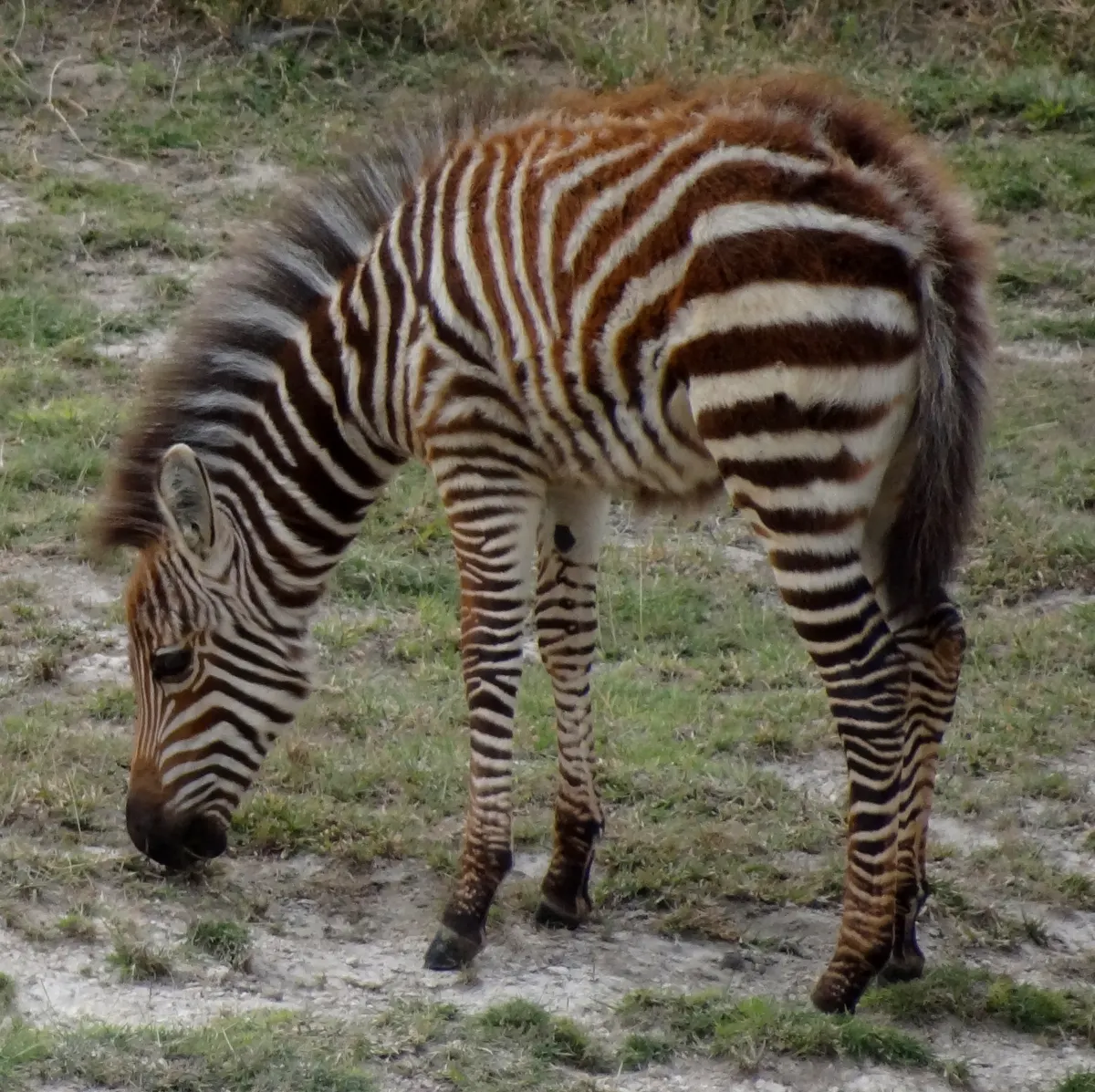 Young zebra foal standing in grass