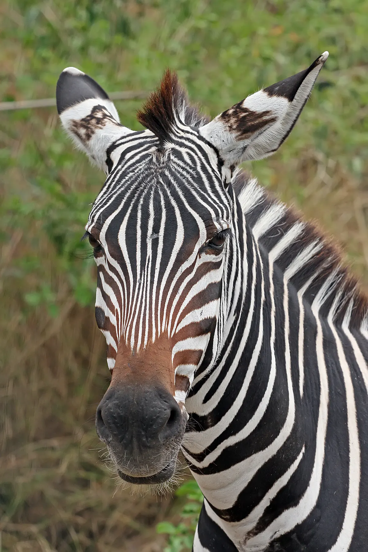 Close-up zebra face with bold black and white stripes