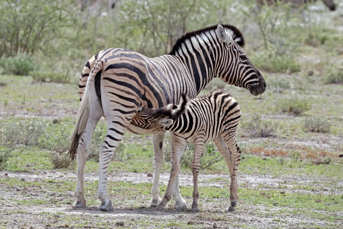 Young zebra foal nursing beside its mother