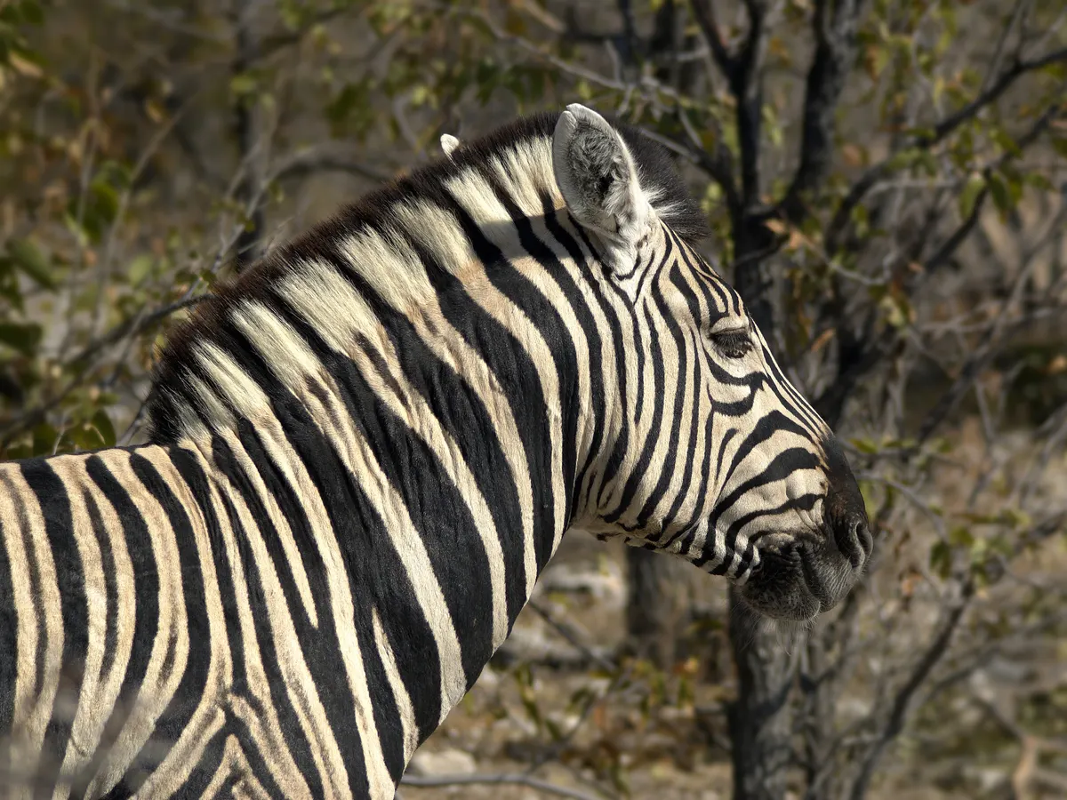 Zebra head showing muzzle ears and stripe pattern