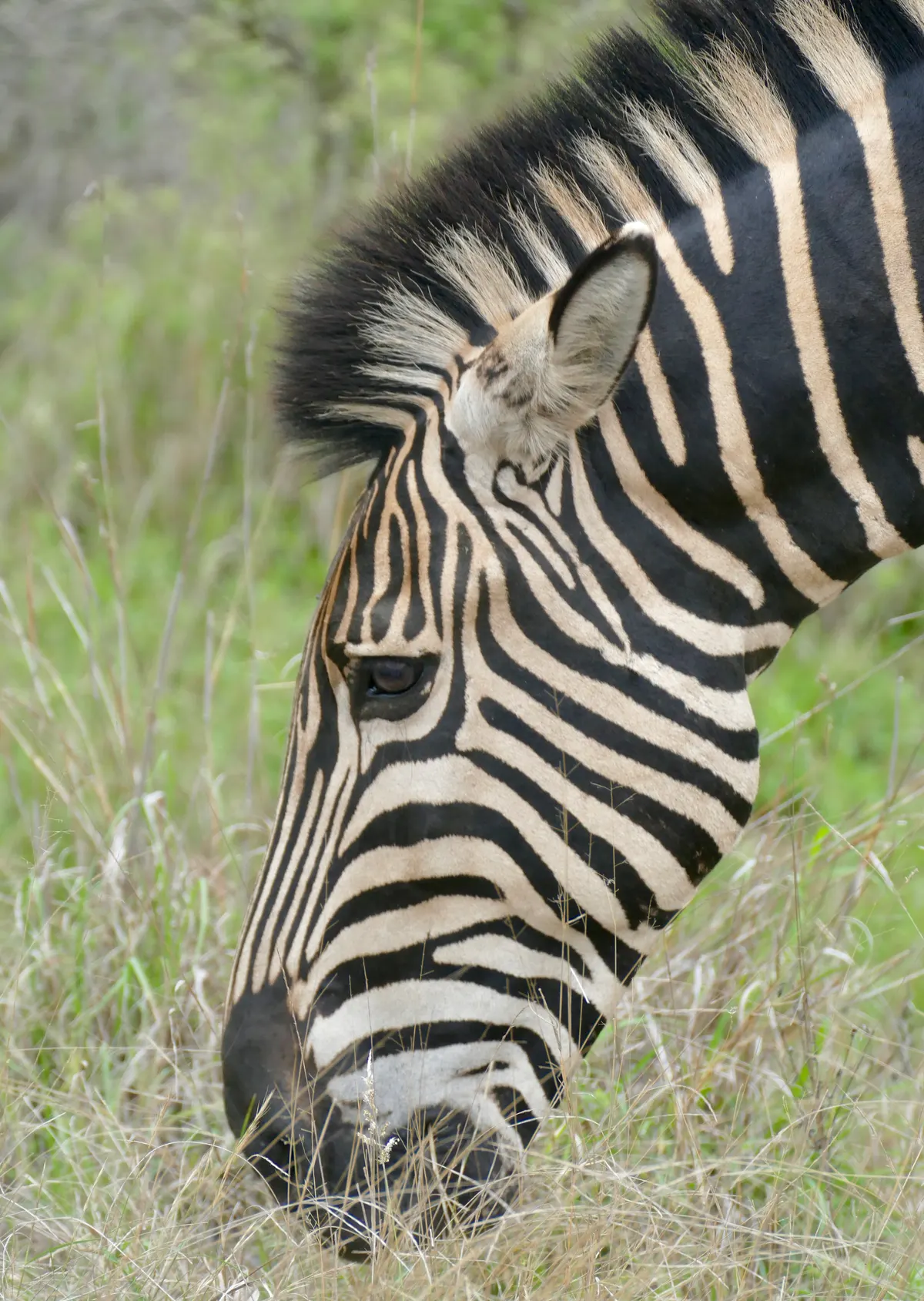 Zebra tearing mouthfuls of grass from the ground