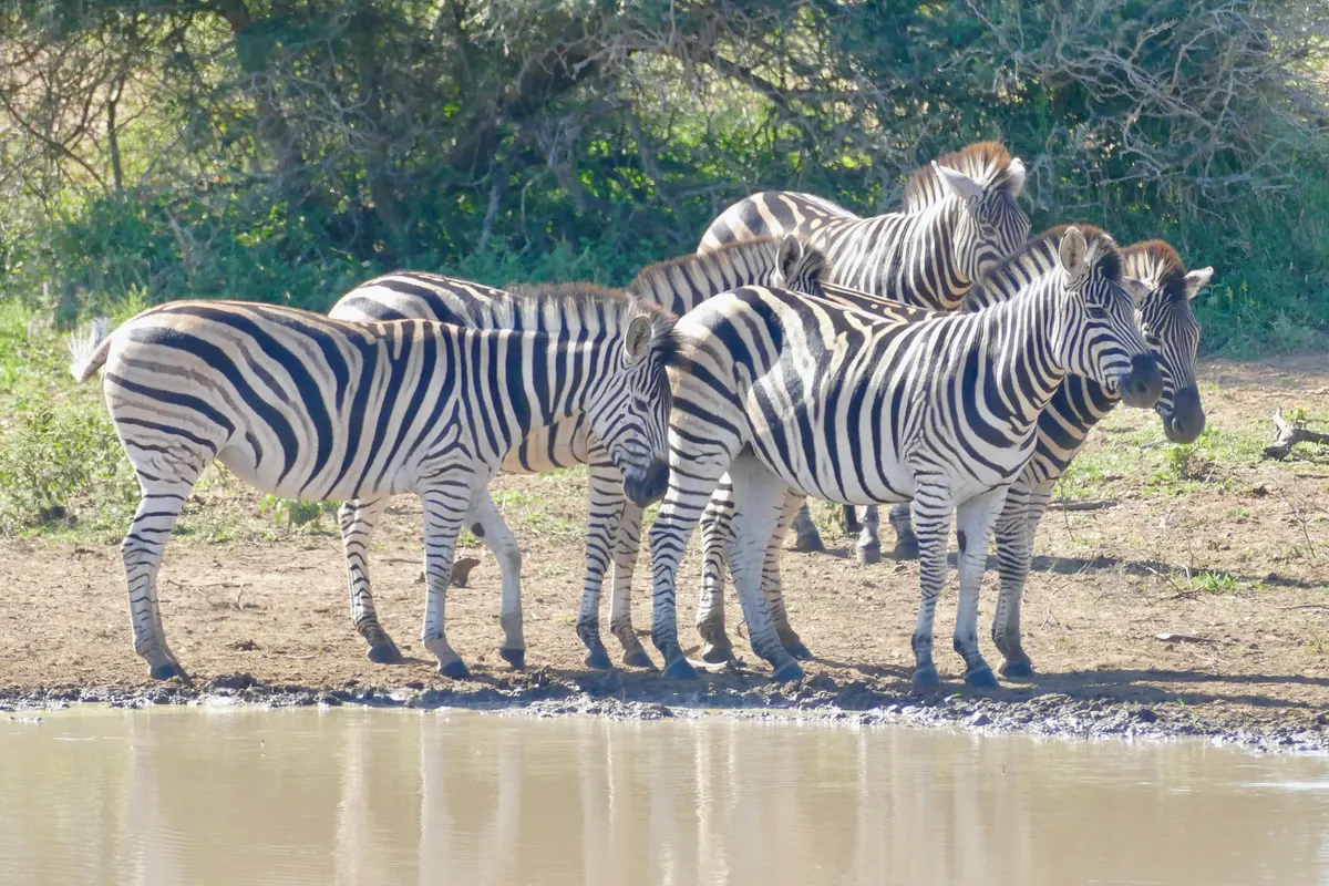Several zebras standing together as a herd