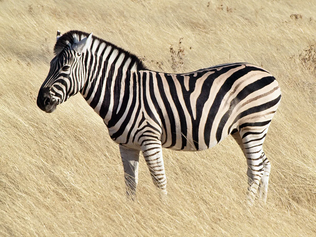 Zebra in grassy habitat under open sky