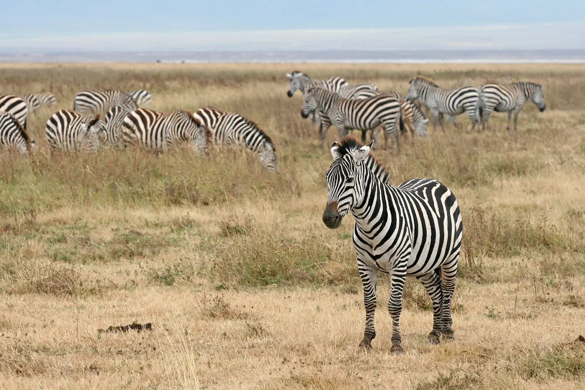 Zebras spread across a broad crater grassland