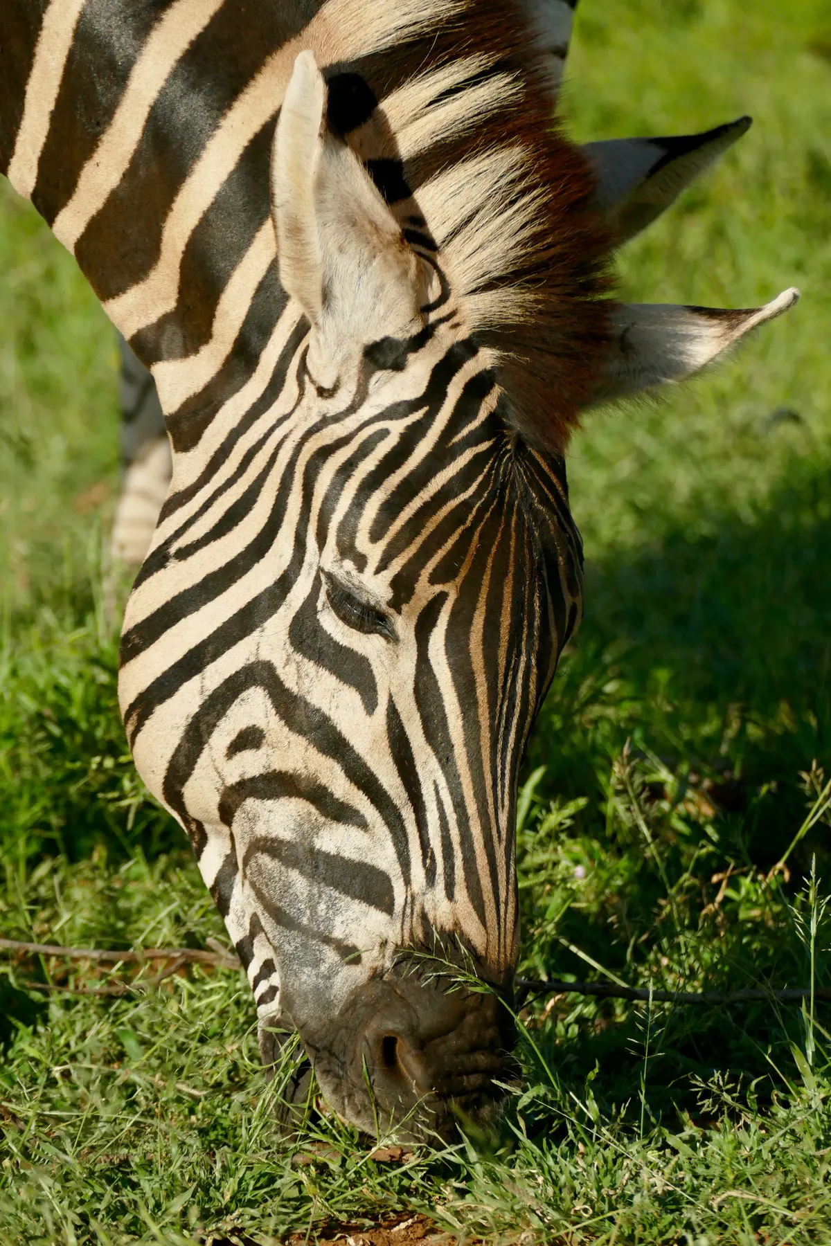 Zebra grazing with its head down in grassland