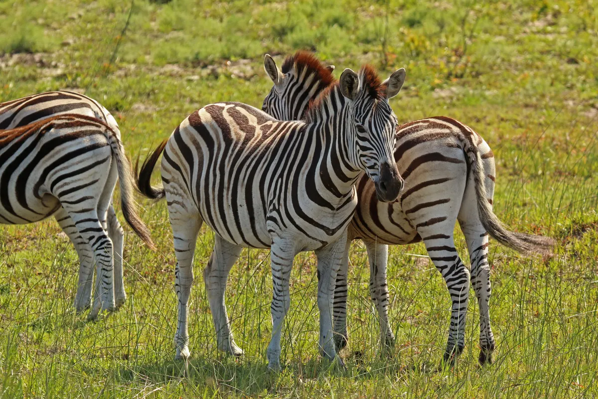 Two zebras standing head to tail together