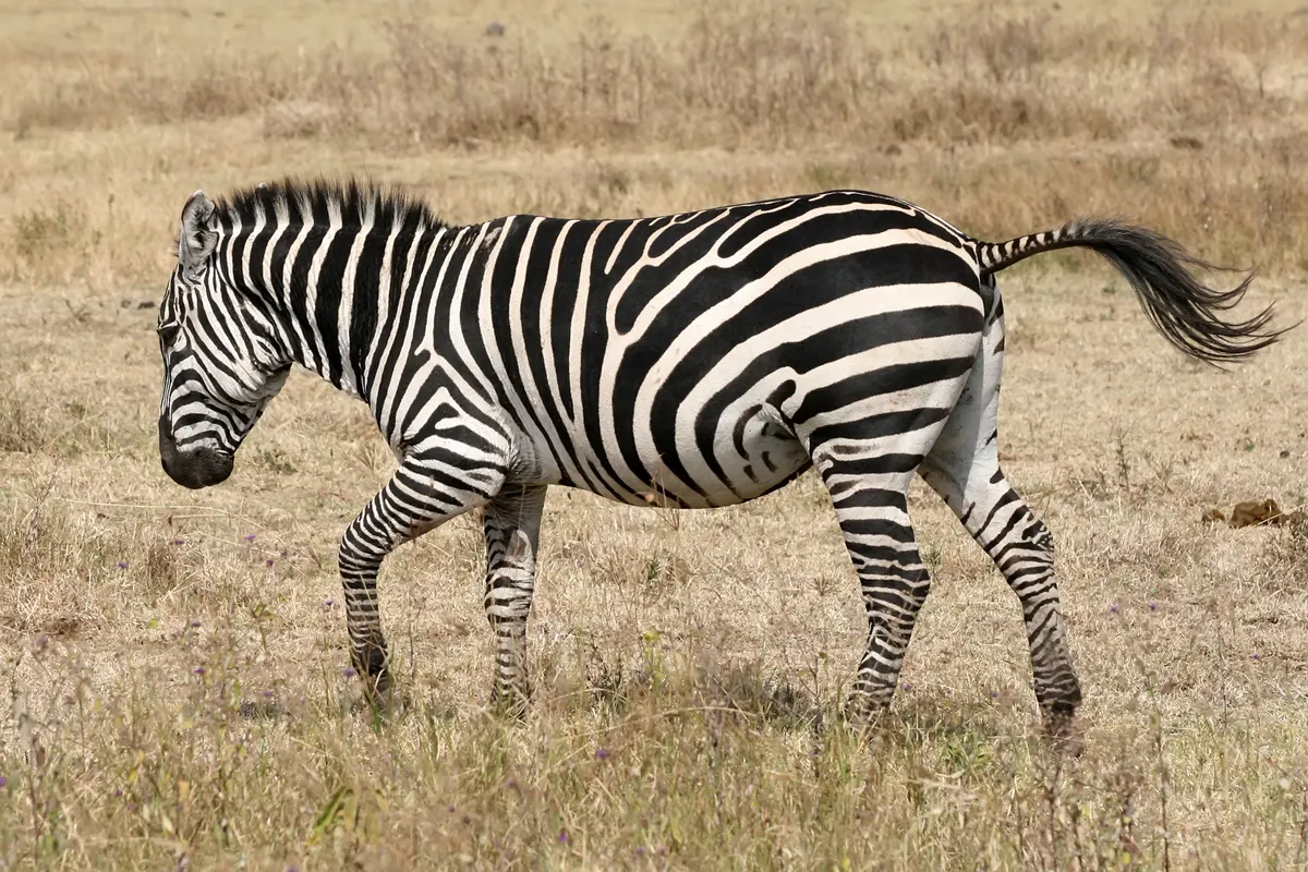 Zebra running fast across open ground