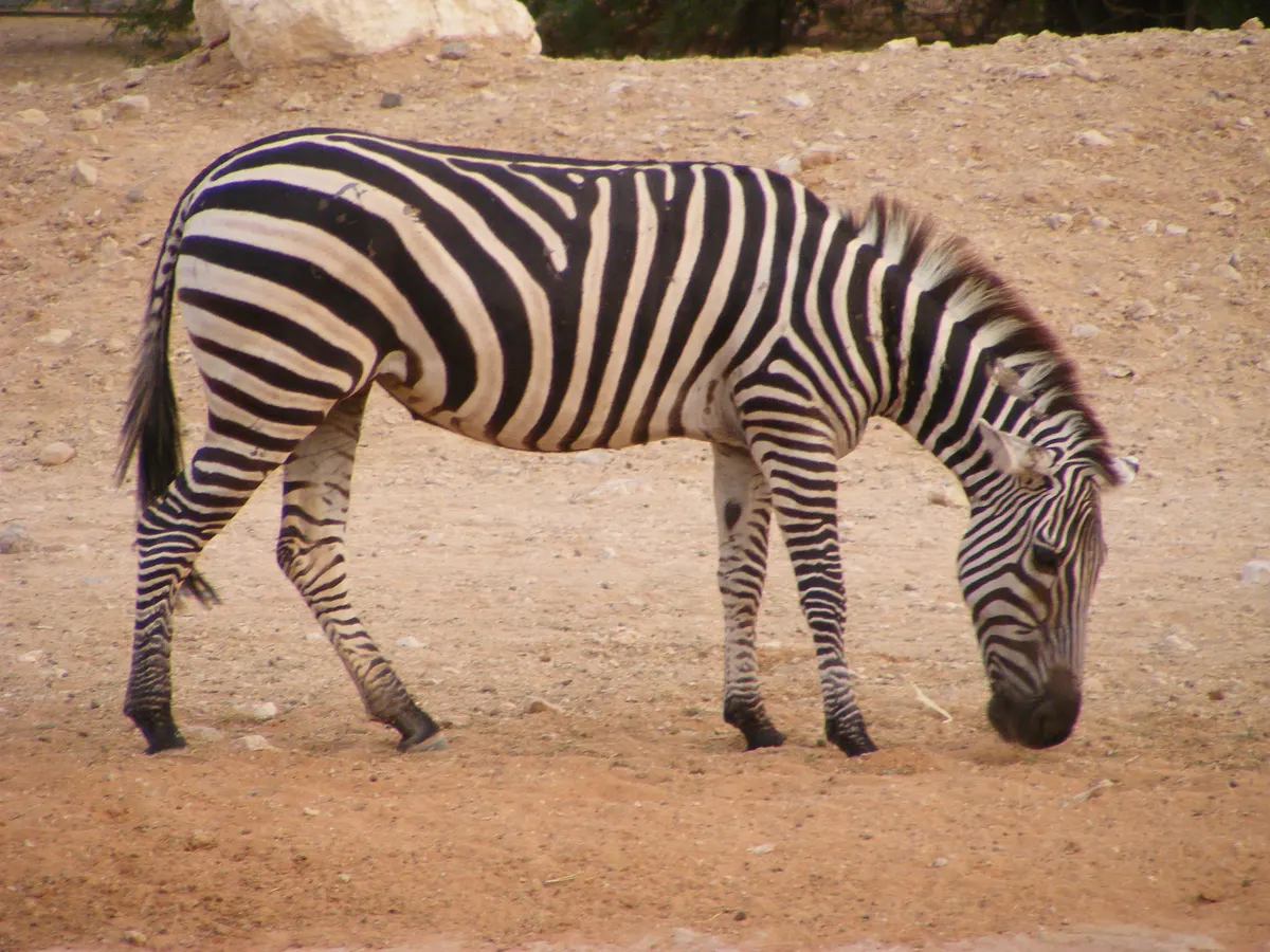 Zebra standing in dry savanna habitat