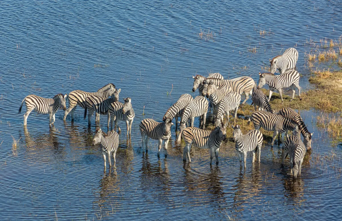 Herd of zebras crossing a broad African floodplain